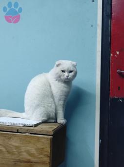 Scottish Fold 1 Yaşındaki Kedime Eş Arıyorum