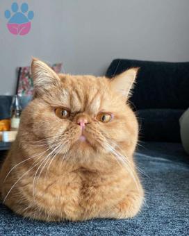 Persian Exotic Shorthair Oğluma Eş Arıyoruz