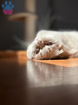 Scottish Fold Oğluma Eş Arıyorum