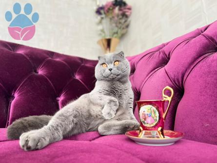 Scottish Fold 3 Yaşında Oğluma Eş Arıyorum