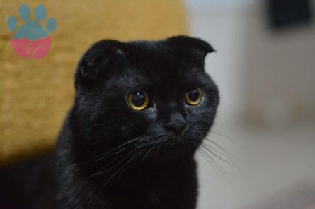 Scottish Fold Erkek Kedime Eş Arıyorum