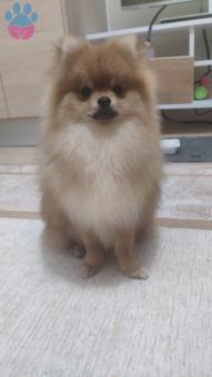 Pomeranian Boo 1 Yaşında Rio Oğluma Eş Arıyorum