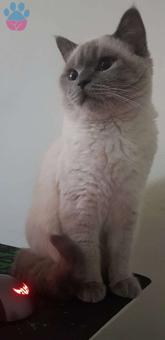 British Shorthair Blue Point Bobomuza Eş Arıyoruz