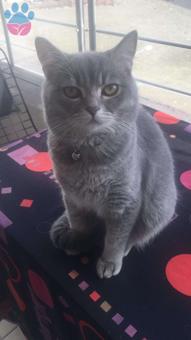 British Shorthair Oğlum Duman Eş Arıyor