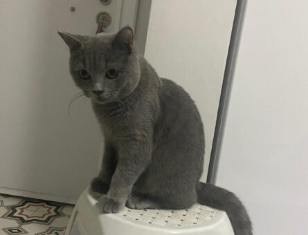 British Shorthair Erkek Kedim İçin Eş Arıyorum