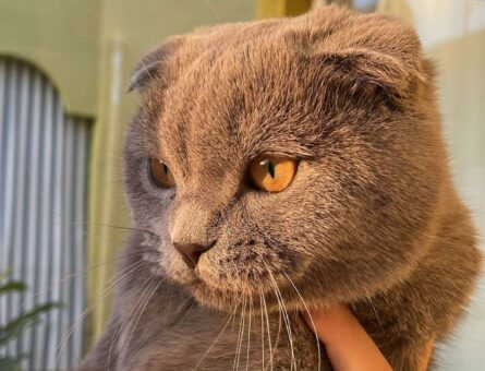 Scottish Fold 13 Aylık Kızıma Eş Arıyorum