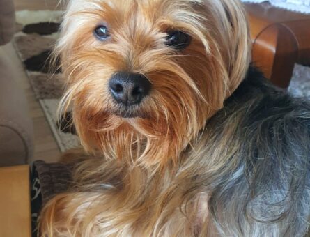 Yorkshire Terrier 3 Yaşında Oğluma Eş Arıyorum