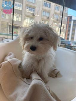 Maltese Terrier Oğluma Eş Arıyorum