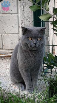 Scottish Fold 20 Aylık Kedime Eş Arıyorum