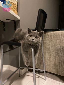 British Shorthair 7 Aylık Erkek Kedimize   Eş Arıyoruz