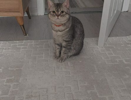 British shorthair erkek oğluma eş arıyorum