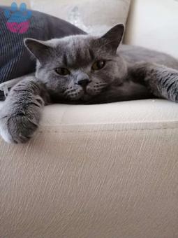 Yakışıklı British Shorthair Kedimize Eş Arıyoruz