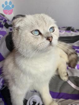 Scottish Fold Kızgınlıkta Eş Aranıyor