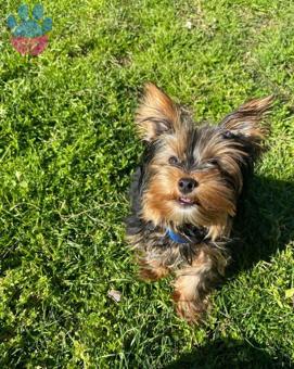 Yorkshire Terrier 11 Aylık Oğluma Eş Arıyorum