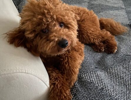 Toy Poodle 1 Yaşında Oğluma Eş Arıyorum