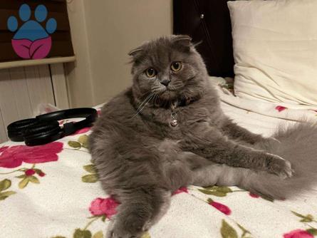 Scottish Fold Dişi Kedime Eş Arıyorum