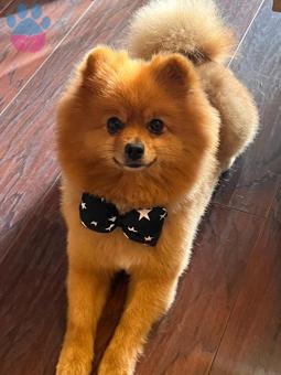 Pomeranian Boo 4 Yaşında Oğluma Eş Arıyorum