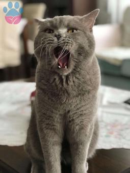 British Shorthair cinsi yakışıklı oğluma eş arıyorum