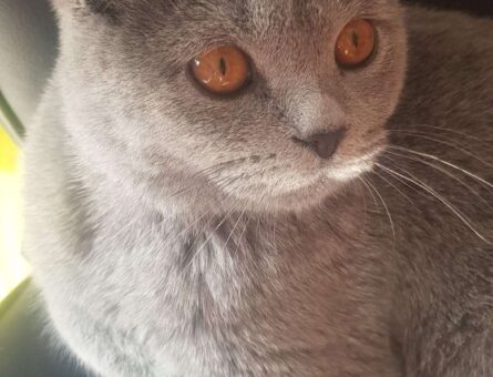 British Shorthair Oğluma Gelin Arıyorum