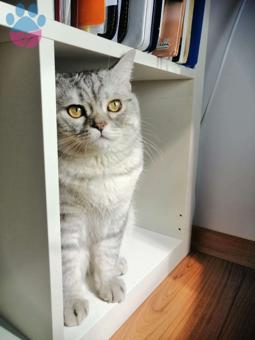 British Shorthair Oğlumuz Pan&#8217;a Gelin Arıyoruz