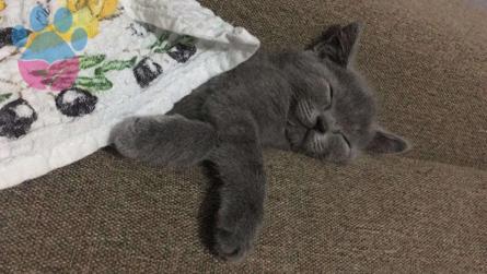 British Shorthair Safkan Oğlumuza Eş Arıyoruz