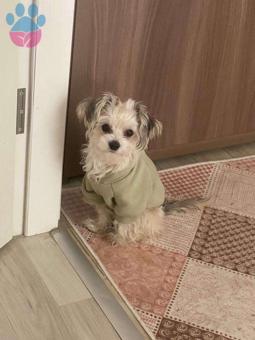 Maltese Terrier Morkie Oğluma Eş Arıyorum