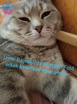 Scotish Fold Oğlumuza Eş Arıyoruz