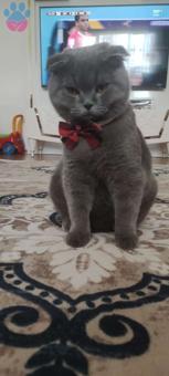 Scottish Fold Oğlum Gofret İçin Eş Arıyorum