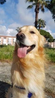 3 Yaşındaki Golden Retriever Köpeğimize Eş Arıyoruz