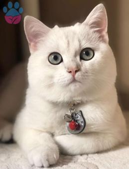 British Shorthair 1 Yaşındaki Oğlum Hulusi&#8217;ye Eş Arıyoruz