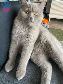 British Shorthair Oğlumuza Eş Arıyoruz