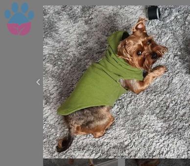 Yorkshire Terrier Oğlumuza Dişi Eş Arıyoruz