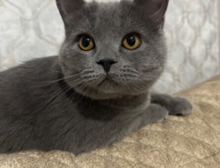 Russian Blue 9 Aylık Kızıma Eş Arıyorum