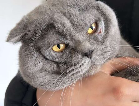 Scottish Fold 2 Yaşında Erkek Kedime Eş Arıyorum