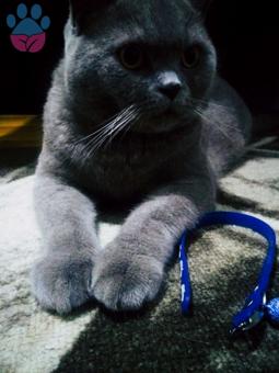 British Shorthair Oğluma Eş Arıyorum Kızgınlıkta