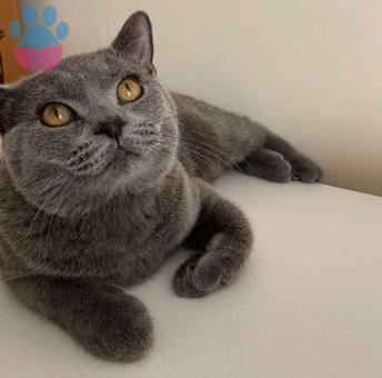 British Shorthair 11 Aylık Kedime Eş Arıyorum