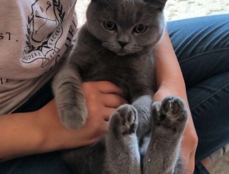 British Shorthair Dişi 10 Aylık Pamuğumuz