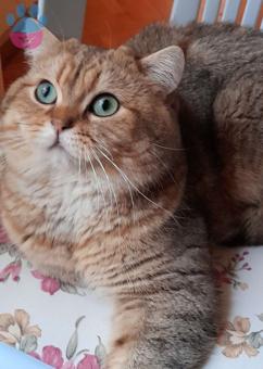 British Shorthair 2 Yaşındaki Oğluma Arkadaş Arıyorum