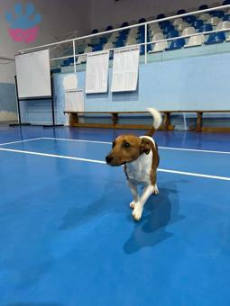 Jack Russell Oğlumuza Eş  Arıyoruz