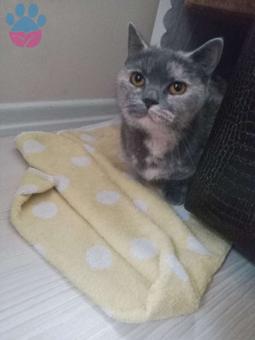 British Shorthair Kedime Eş Arıyorum