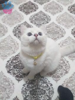 British Shorthair Zeus&#8217;a Prenses Arıyoruz