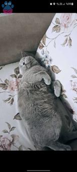 British Shorthair Duman Beye Eş Arıyorum