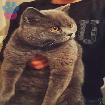 British Shorthair Acil Kedime Eş Arıyorum