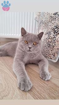 British Shorthair Kehribar Gözlü 9 Aylık Oğluma Eş Arıyorum