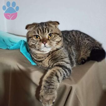 Scottish Fold Oğlumuza Eş Aranıyor