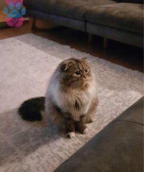 Scottish Fold Longhair Kedime Eş Arıyorum