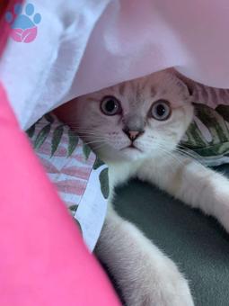 Scottish Fold Cinsi Oğlum Philip Babası Ödül Bir Kedidir