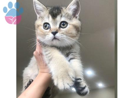 Scottish Fold Golden Ny11 Kedime Eş Arıyorum