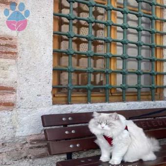 British Longhair Erkek Kedimiz 1,5 Yaşında