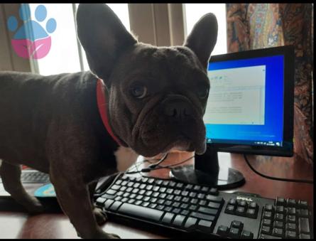 French Bulldog Meloo İçin Gelinimizi Arıyoruz